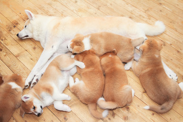 Japanese akita-inu breed mother with puppies