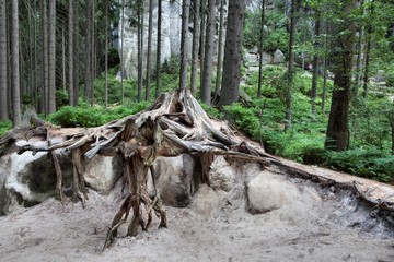 Park of Adrspach-Teplice rocks. Rock Town. Czech Republic