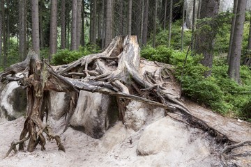 Park of Adrspach-Teplice rocks. Rock Town. Czech Republic