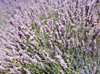 lavender background