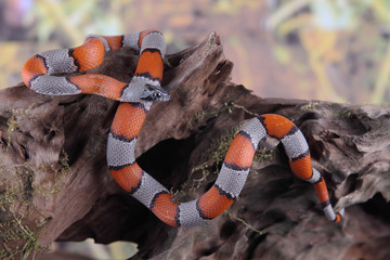 picture of a false coral snake