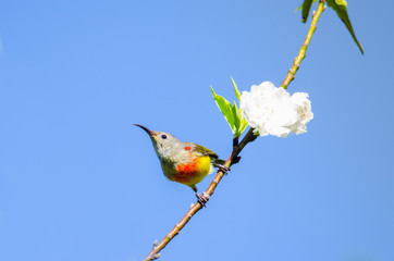 Mrs Gould's Sunbird , Bird on flower