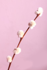 pussy willow