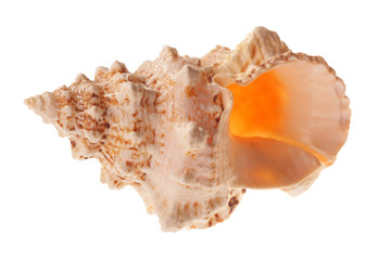 Sea shell