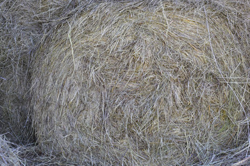 Hay