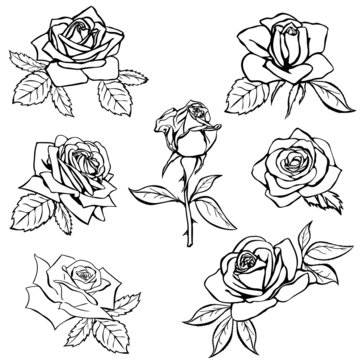 Set Rose sketch.