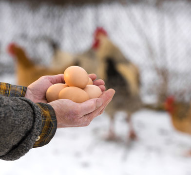 Farmer holding  organic eggs