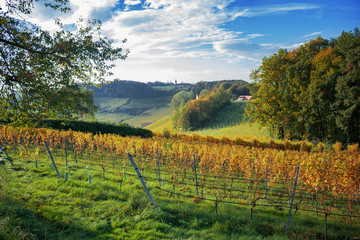 Naklejka premium Weinberge im Herbst