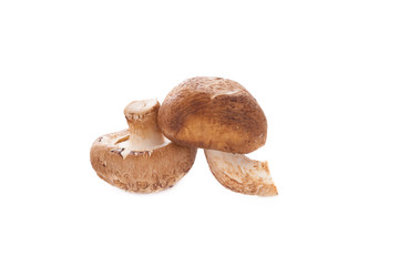 Shiitake mushroom on the White background