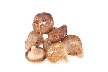 Shiitake mushroom on the White background