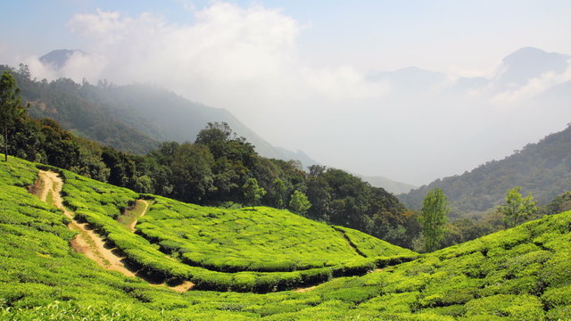 mountain tea plantation in Munnar Kerala India - timelapse 4k
