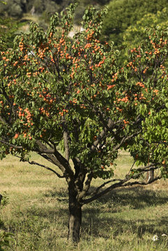 Prunus armeniaca, variete Bergeron, Abricotier