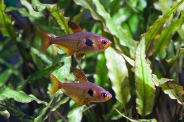 Aquarium fish. Rosy Tetra. Nature tank. © besjunior