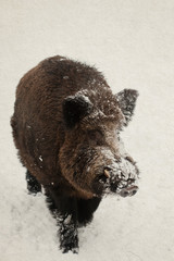 Wild boar, pig. winter.  vintage paper background (toned).