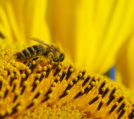 bee in the sunflower