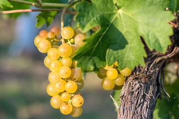Gold Grapes on the Vine and green leaves