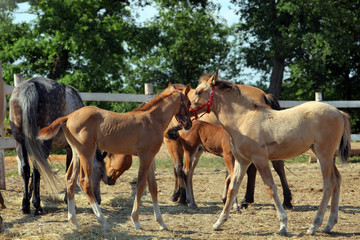 Naklejka na ściany i meble Haflinger horses standing in paddock