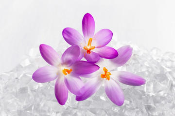 Crocus flowers in the snow