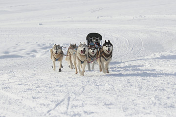 husky sled dogs running in snow