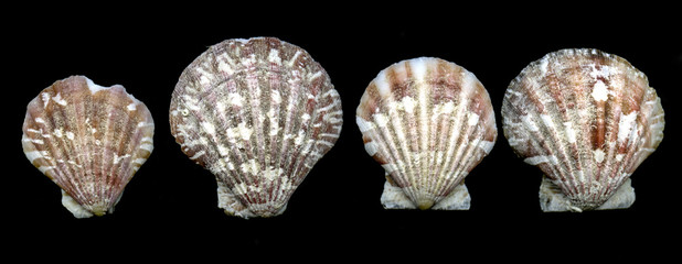 Seashell bivalves © John Anderson