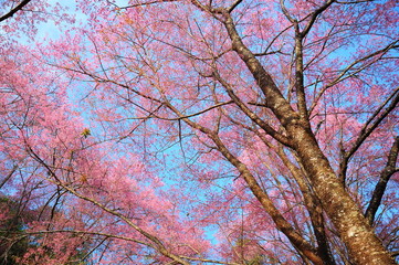 Spring Cherry Blossoms with Blue Sky