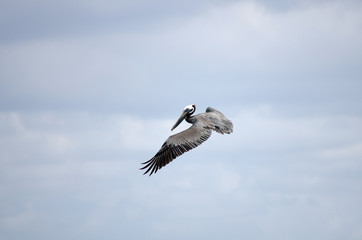 Flying pelican