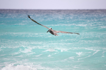 Flying pelican
