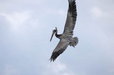 Flying pelican