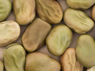 Broad bean seeds - red flower variety. Vicia faba. Aka fava, fie