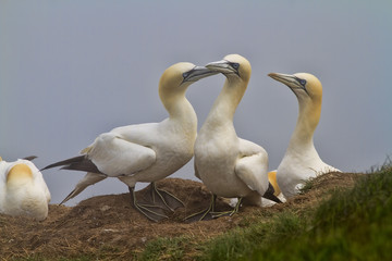 Gannet