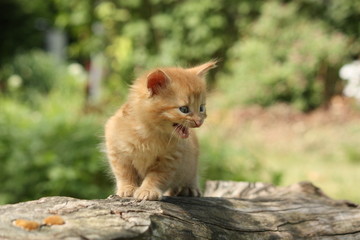 Naklejka na ściany i meble Adorable red kitten climbing the tree branch