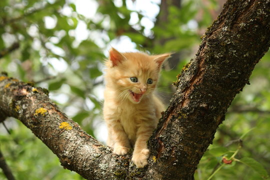Adorable red kitten climbing the tree branch