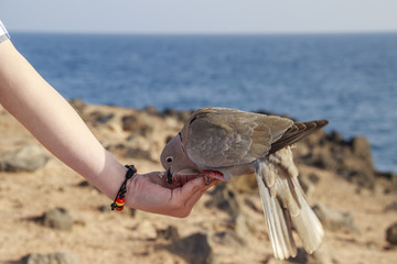 Collared Dove feeding from a hand