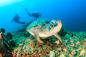 Fototapeta na wymiar Green Turtle and SCUBA divers