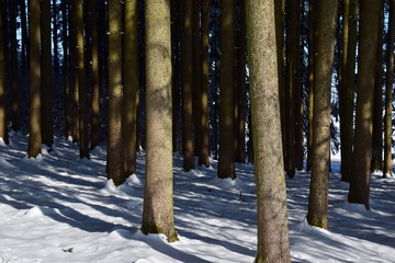 Wintry forest - Winterlicher Wald