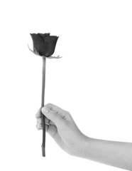 female hand holding a rose ,Black and white color