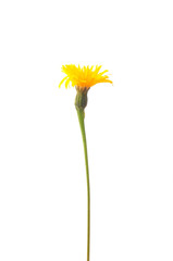 Steifhaariger Löwenzahn (Leontodon hispidus)
