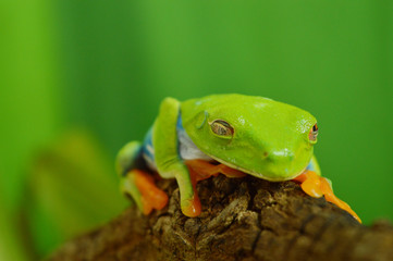 Red eyed tree frog