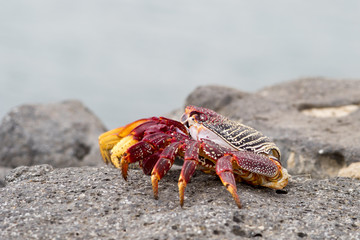 Red Sally Lightfoot crabs