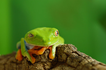 Red eyed tree frog