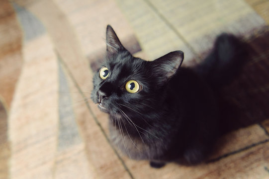 Black Cat on Carpet