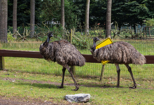 adult gray ostrich Emu,General plan