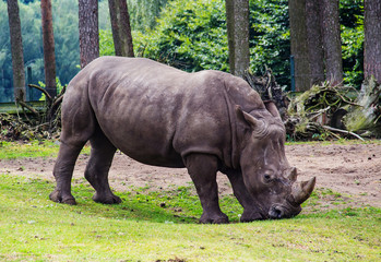 Naklejka premium portrait of a white Rhino