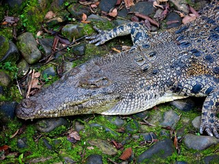 aligator