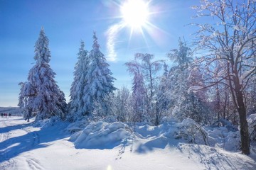 Obraz premium Winterwald mit Sonne - forest in winter ans sun 01