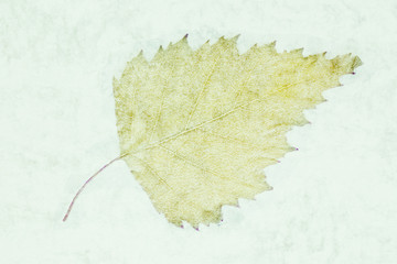 autumn leaf on an ancient paper background