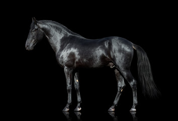 Fototapeta na wymiar Black horse isolated on black background