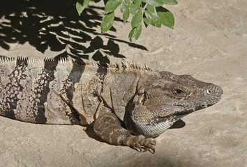 Schwarzleguan auf der Halbinsel Yucatan