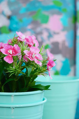 Pink flower in teal pot with copy space on colorful background