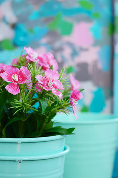 Pink flower in teal pot with copy space on colorful background